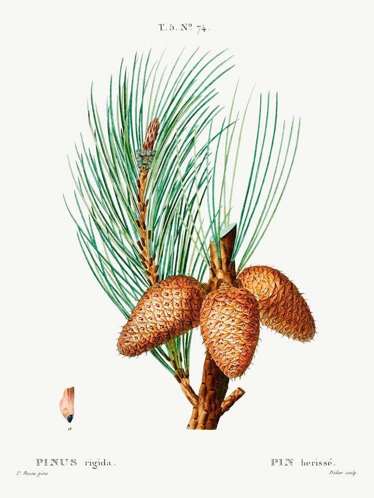Pitch Pine, Pierre Joseph Redoute