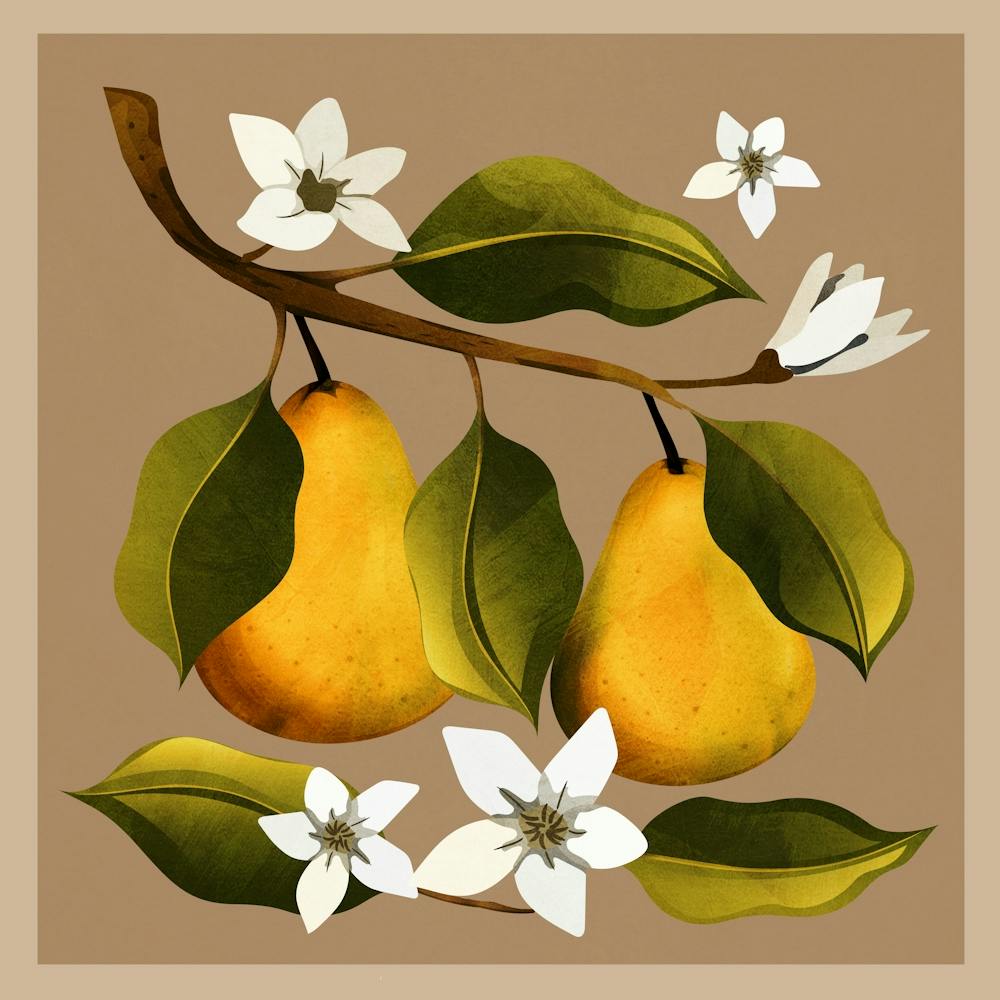 Pears Botanical Art