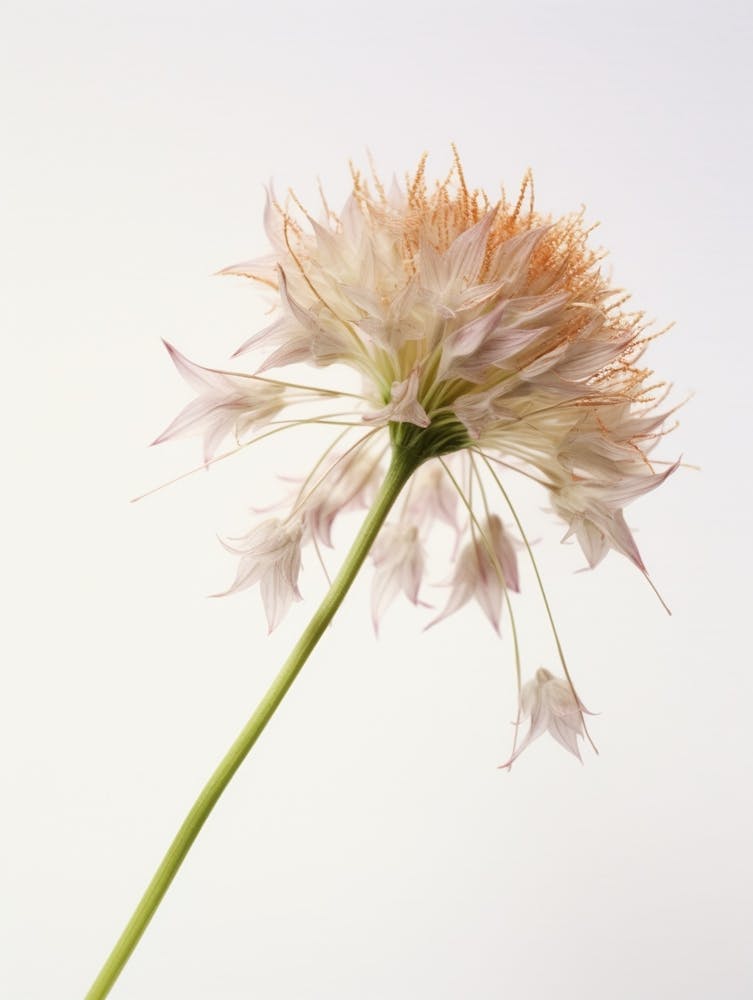 Pressed Wildflower Botanical Art Ramps Allium 2