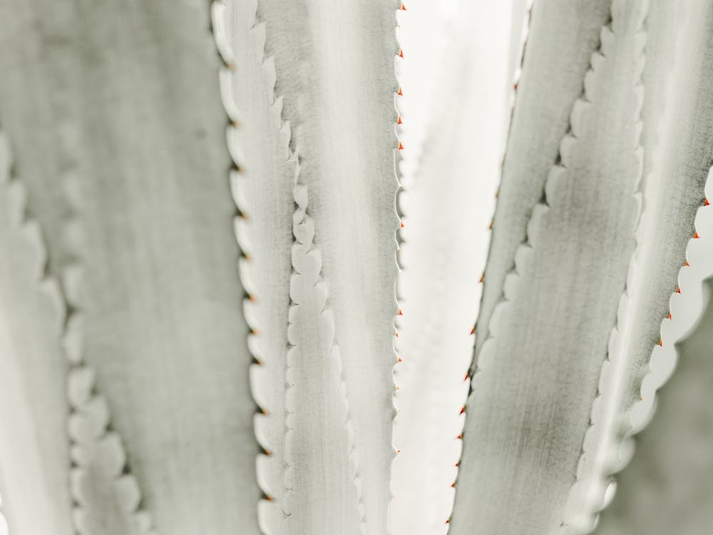 Grüne Agave