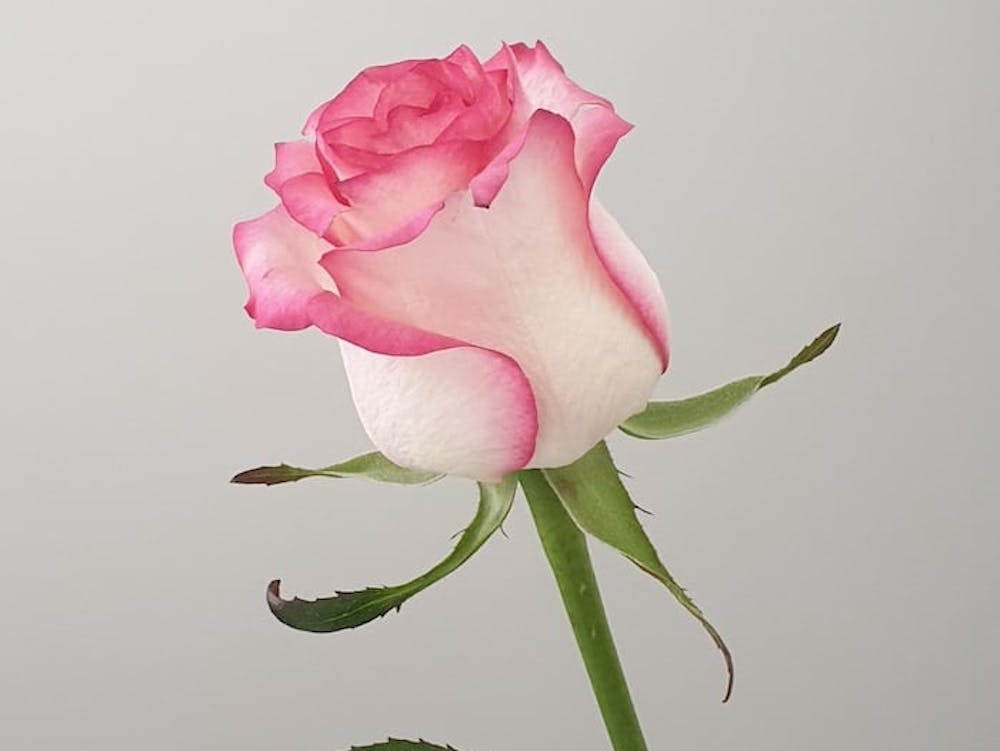 Pink Rose 1