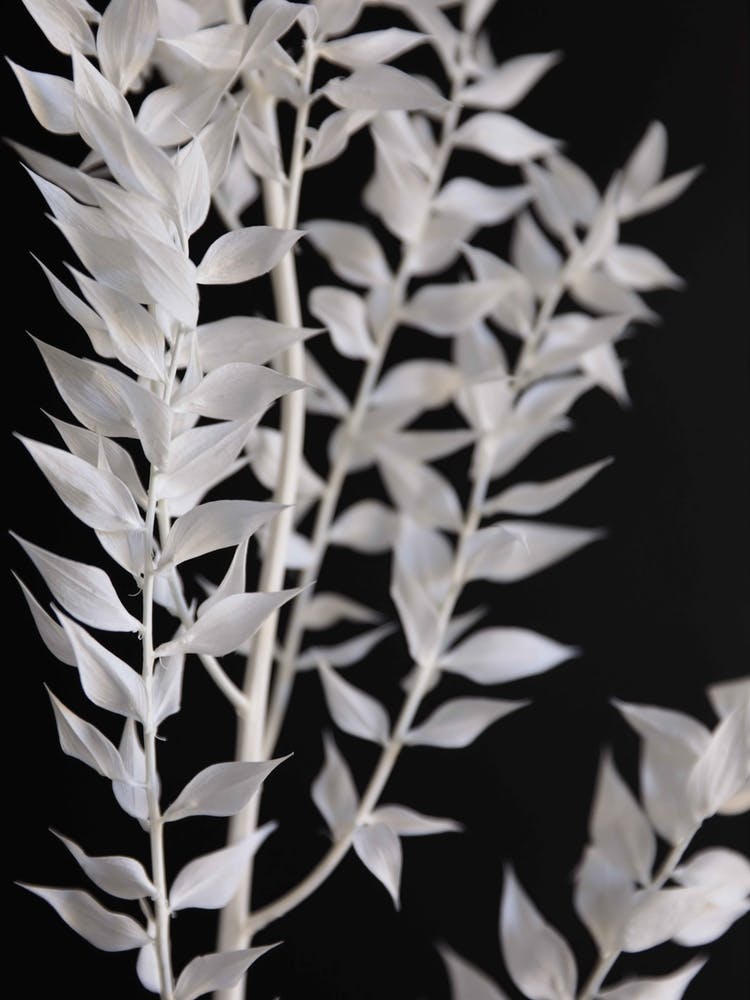 Minimal Black And White Branch