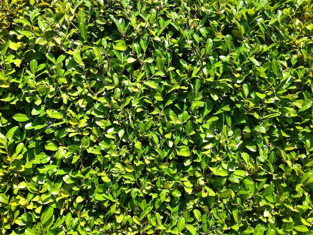 Grüne Hecke