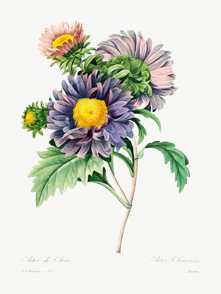 China Aster, Pierre Joseph Redoute