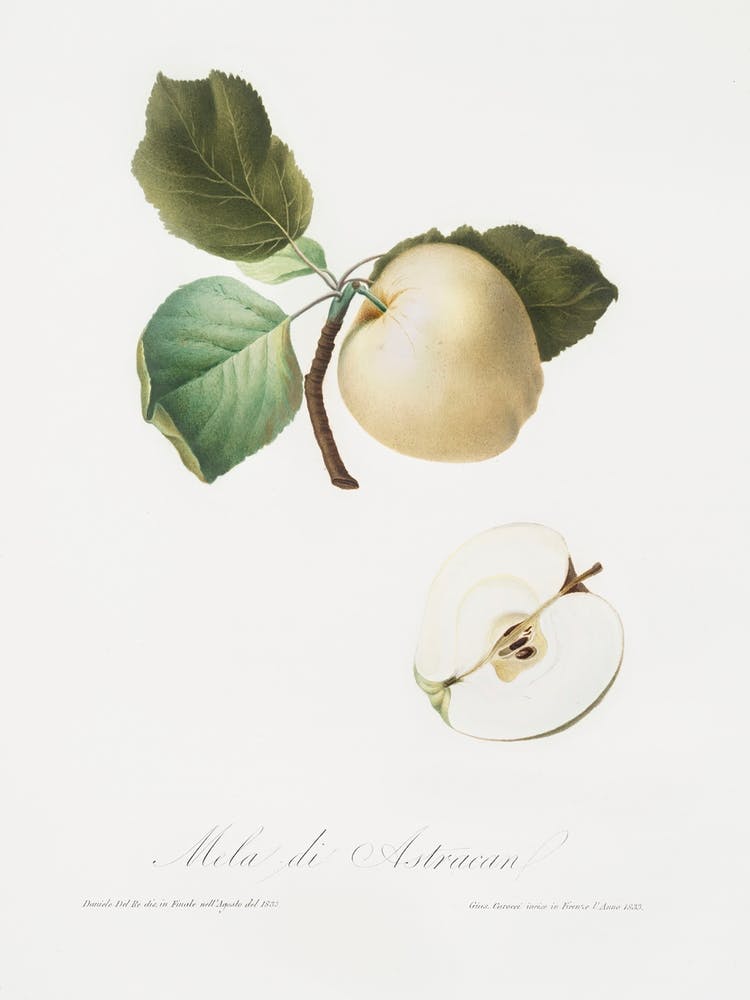 Astracan Apple (Malus Astracanensis) From Pomona Italiana (1817 - 1839), Giorgio Gallesio