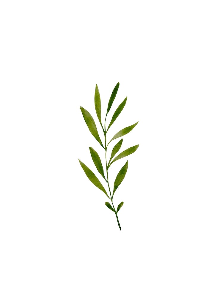 Green Watercolour Plant