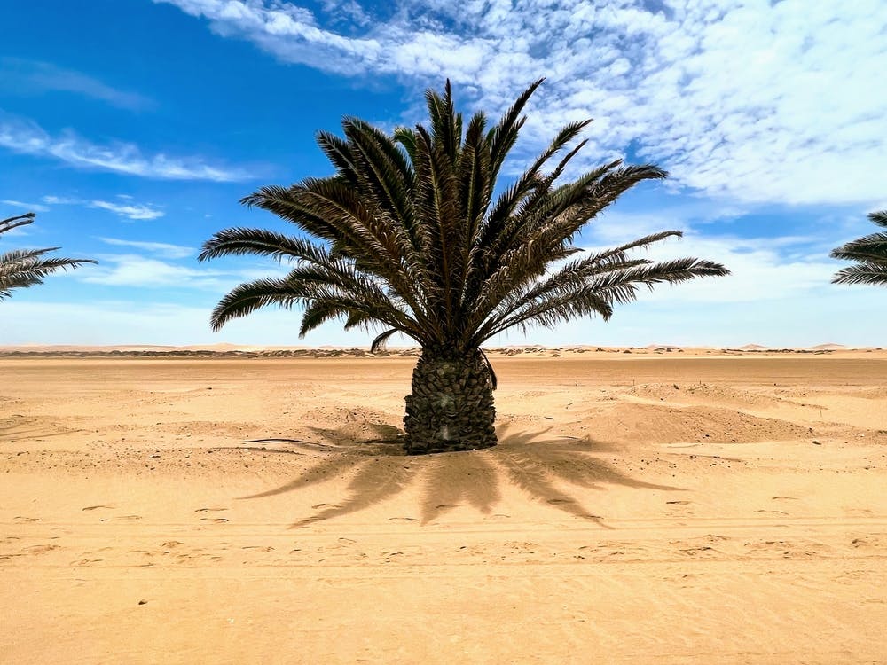 Namibian Palm Trees (African Series)