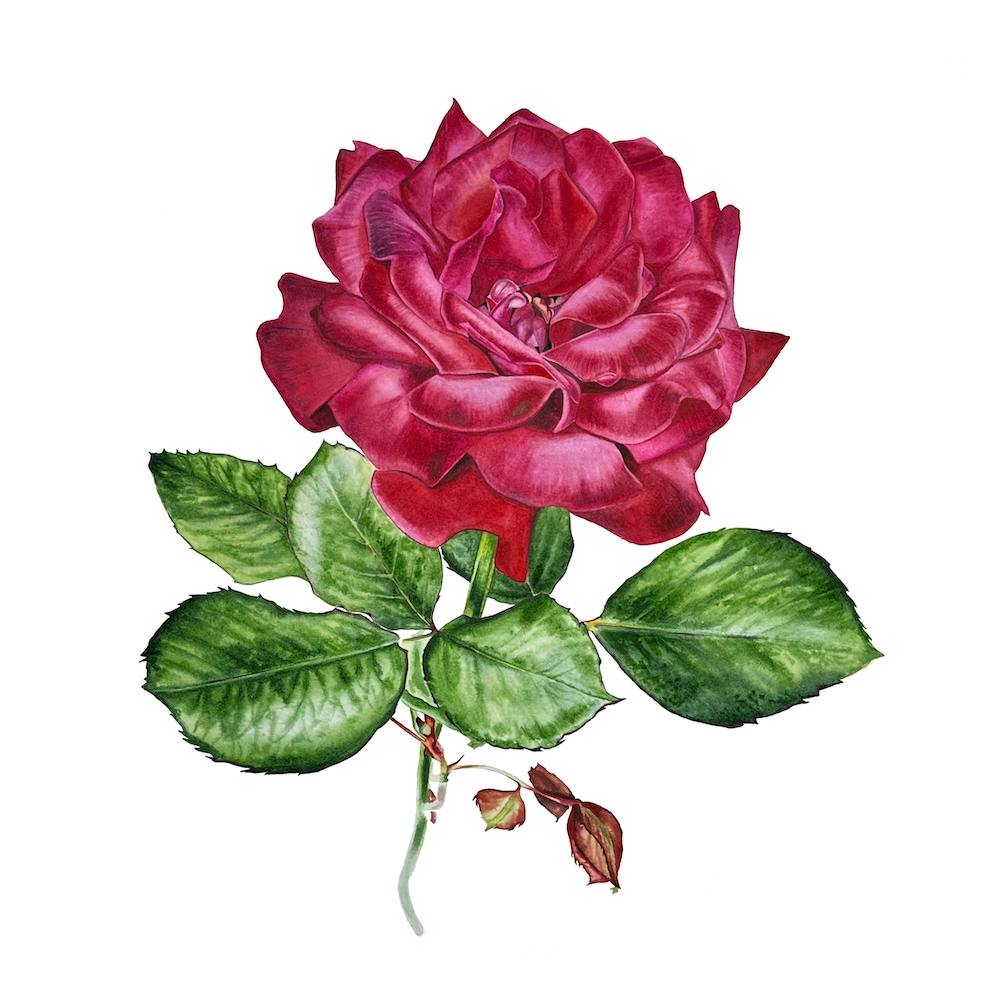 Velvet Rose 1