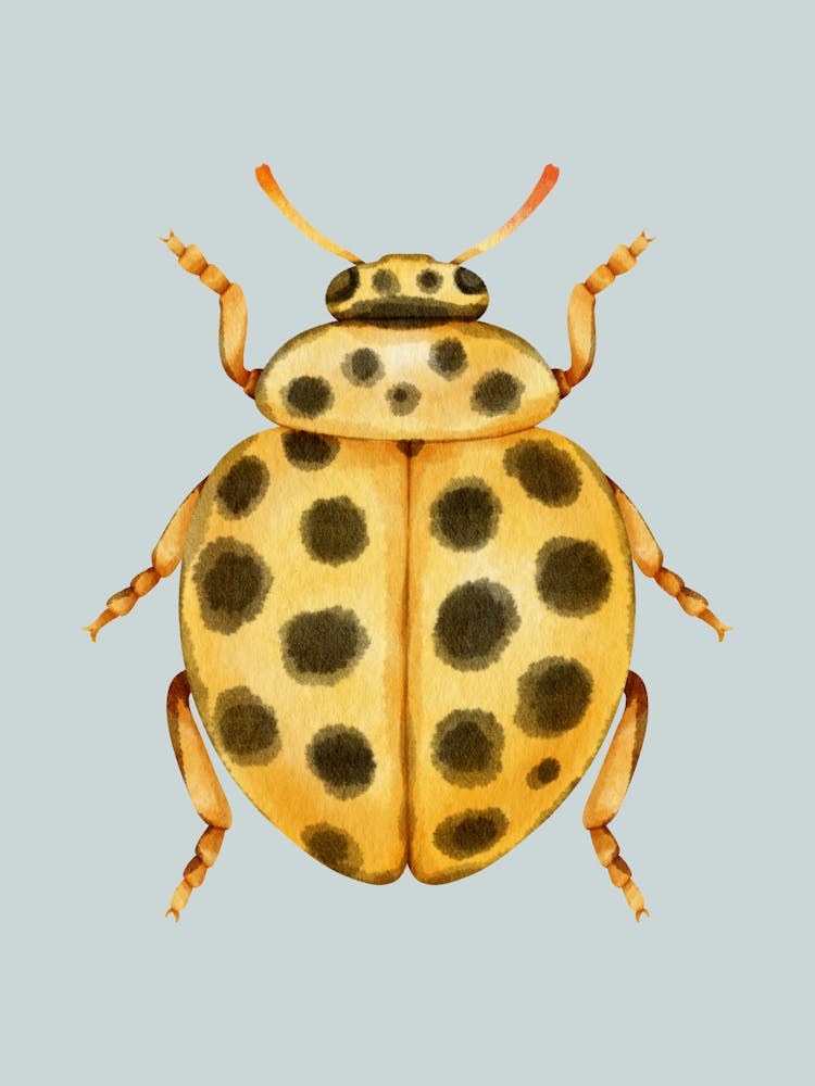 Marienkäfer 2