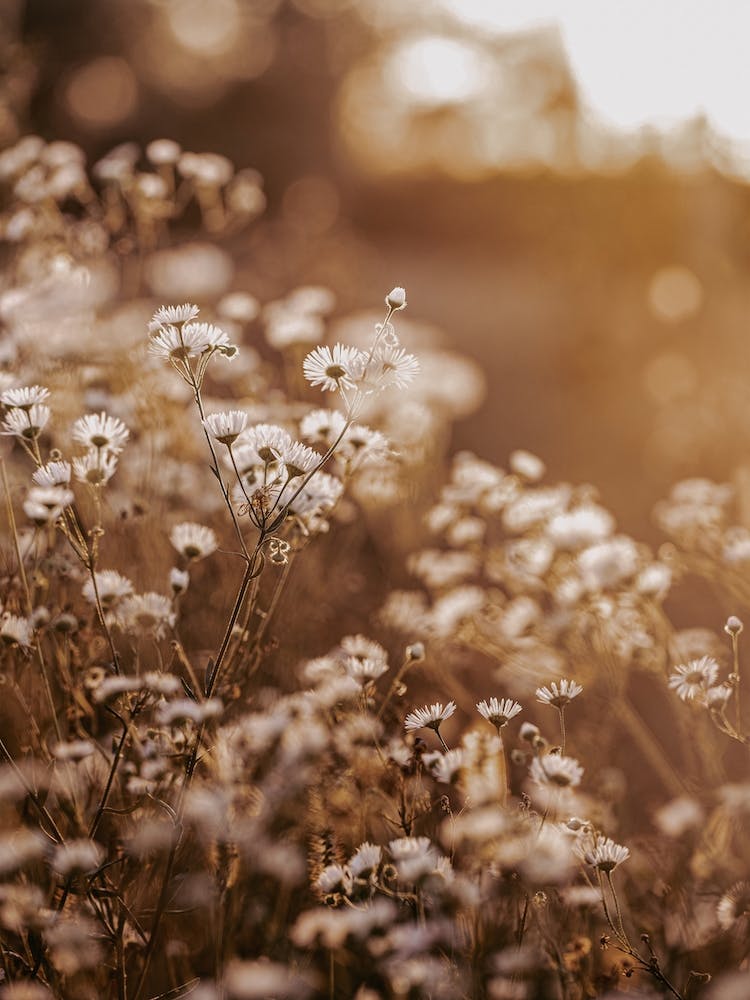 Dried White Flowers