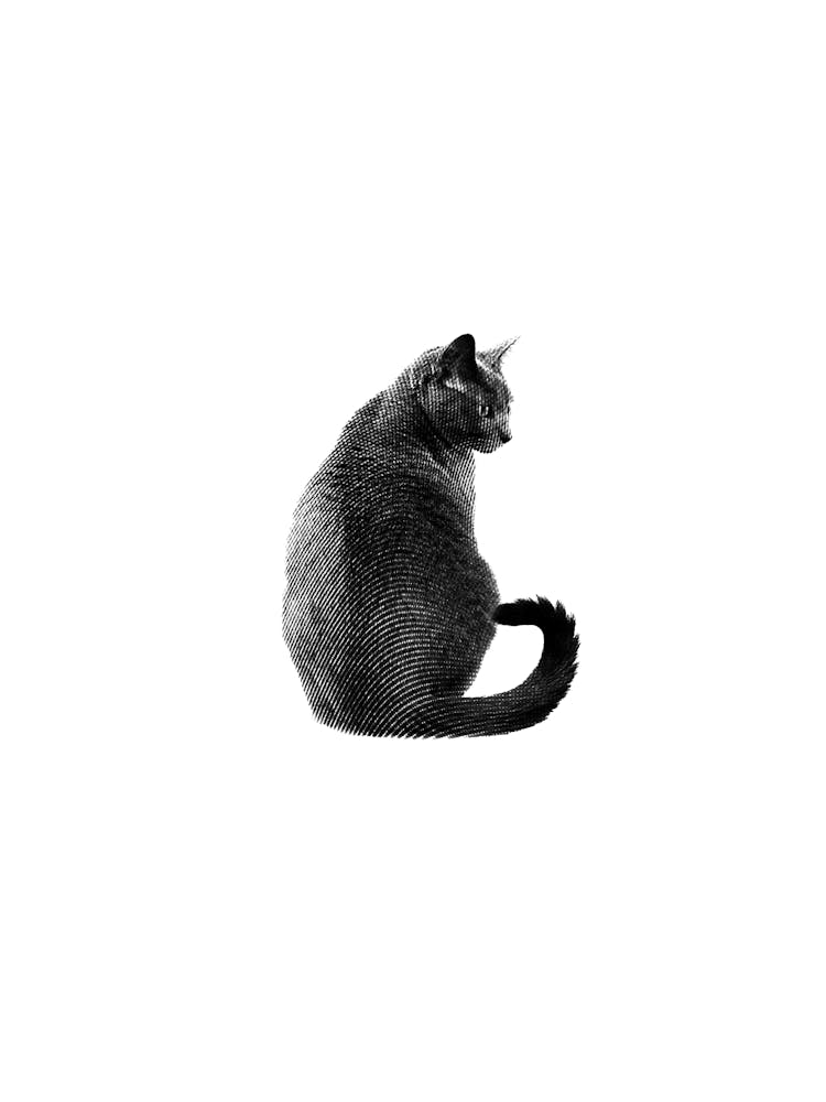 Schwarz-Weiß-Katze