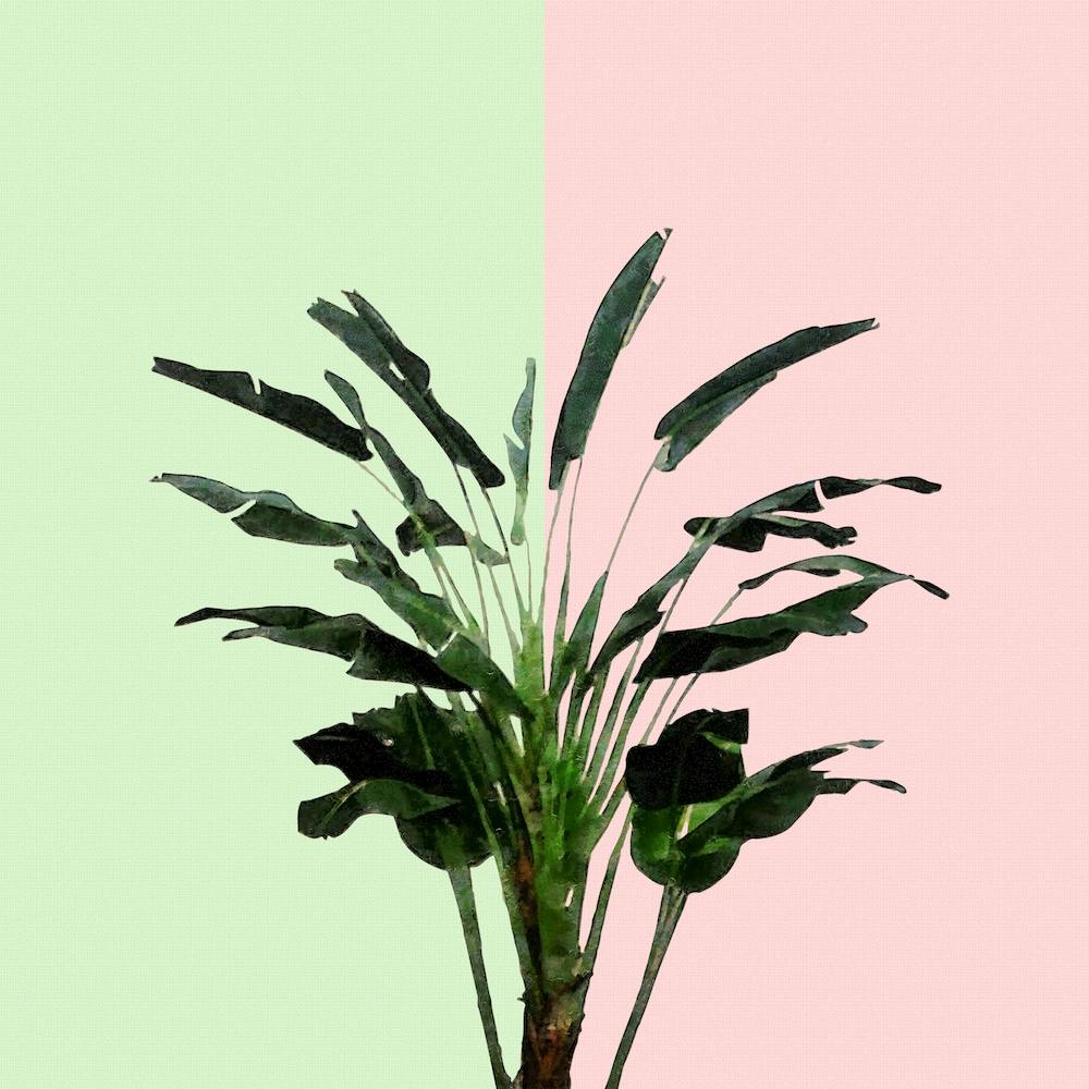 Banana Plant on Pink and Green Wall