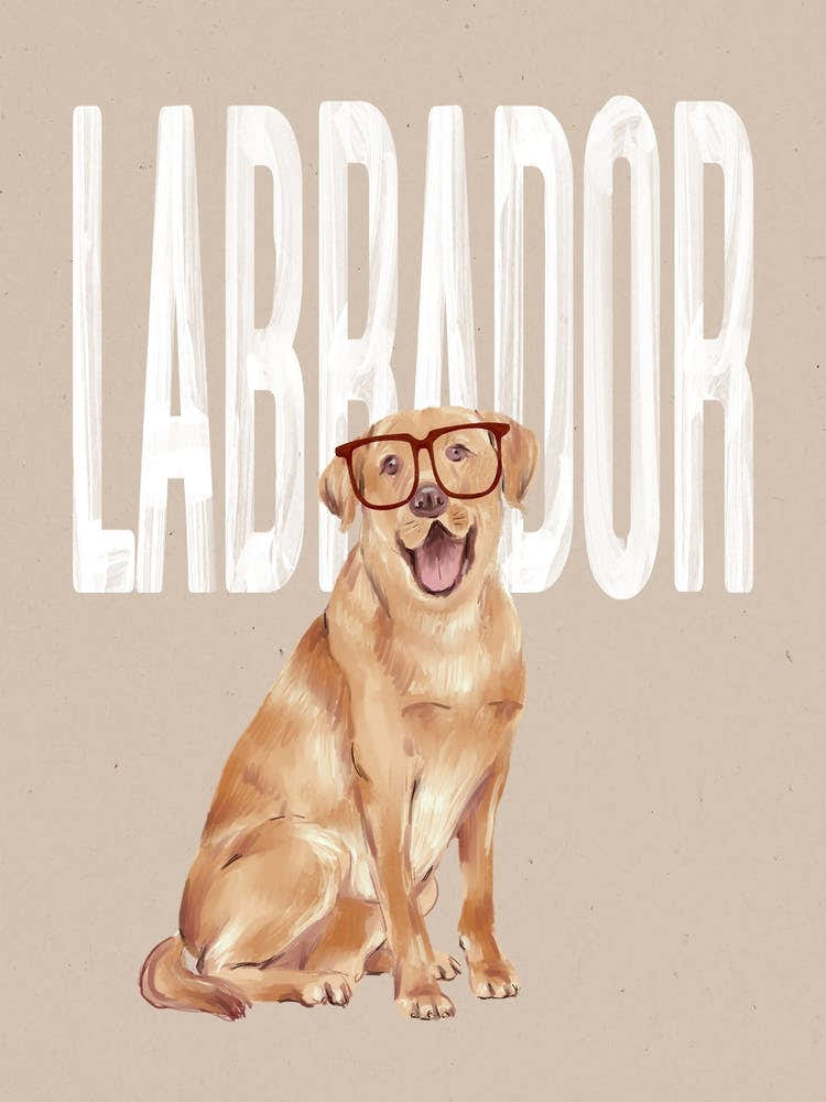 Labrador Dog