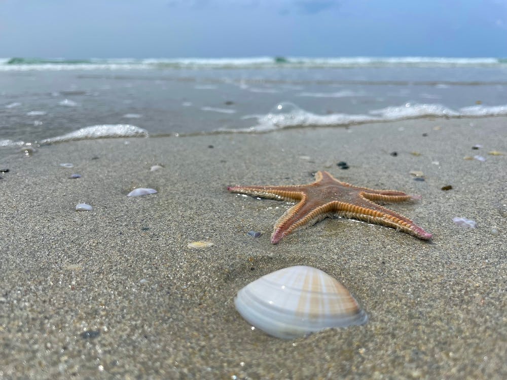 Seestern am Strand