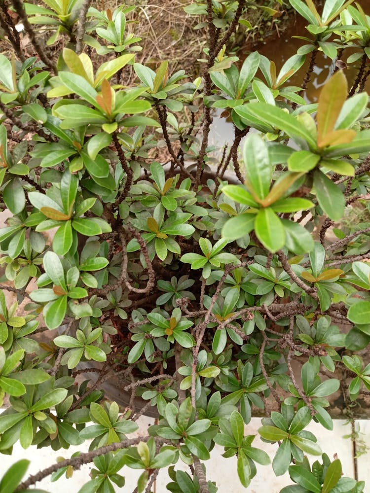 Buisson Aux Feuilles Vertes
