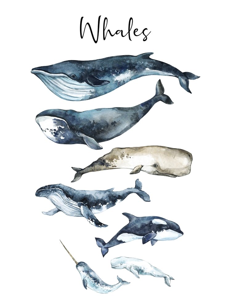Whale Sizes
