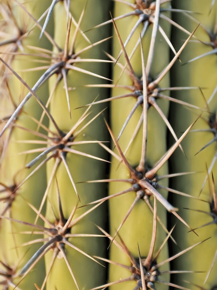 Kaktusstacheln