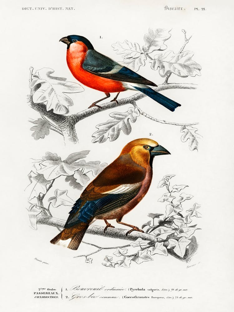 Different Types Of Birds, Charles Dessalines D'Orbigny 14