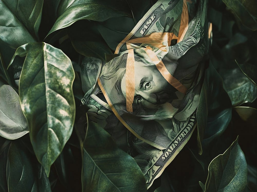 Money In The Leaves