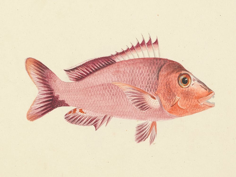 Unidentified Fish, Luigi Balugani 7