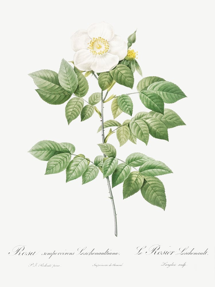 Leschenault S Rose, Pierre Joseph Redoute