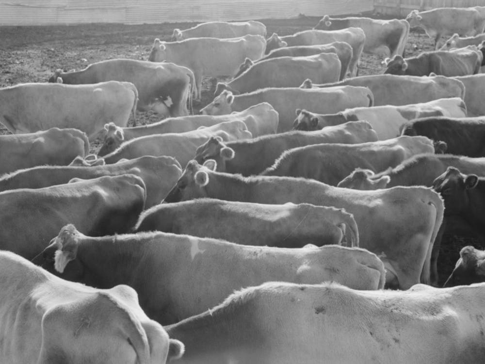 Untitled Photo, Possibly Related To Jersey Cows At Dairy, Tom Green County, Near San Angelo, Texas By Russell Lee