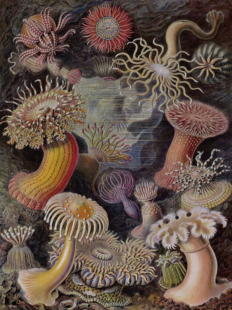 Vintage Haeckel 17 Tafel 49 Seeanemonen