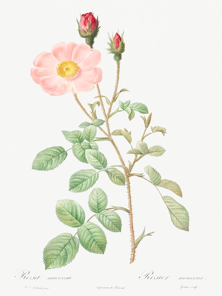 Musk Rose, Pierre Joseph Redoute 1