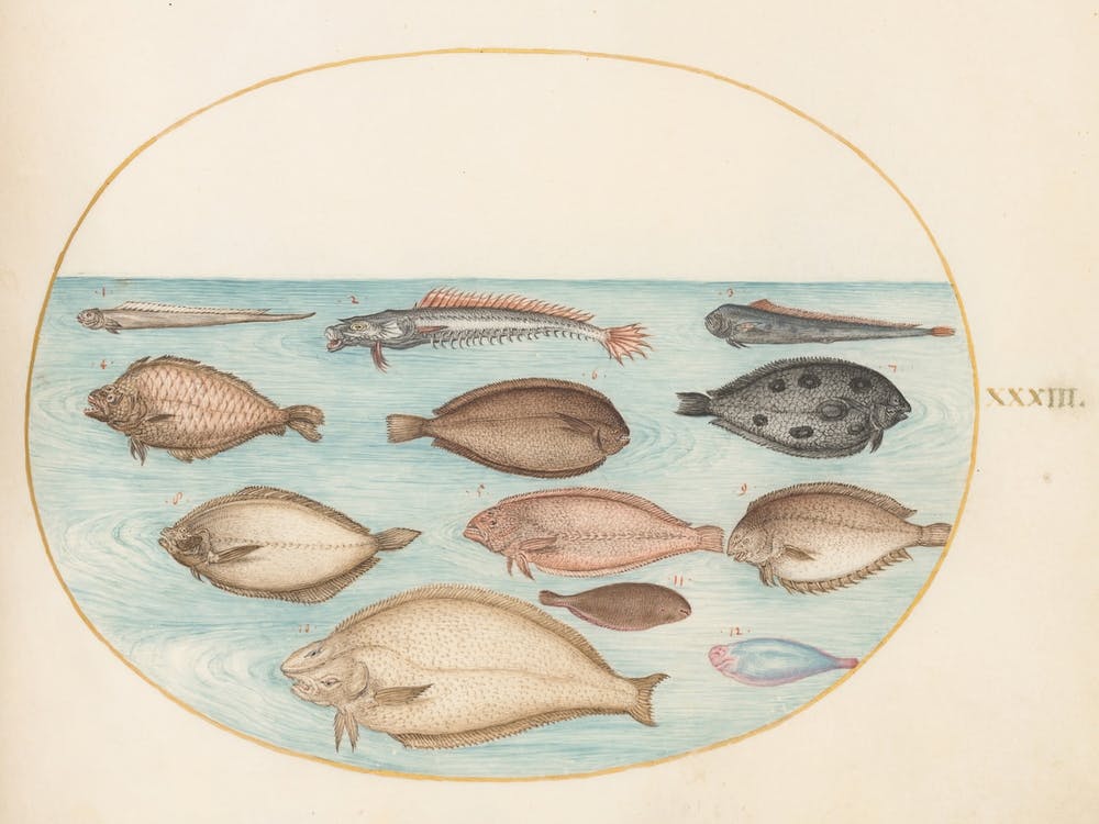Animalia Aqvatilia Et Cochiliata, Joris Hoefnagel 4