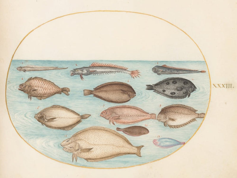 Animalia Aqvatilia Et Cochiliata, Joris Hoefnagel 4