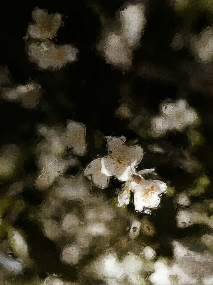 White Cherry Blossoms Oil Painting