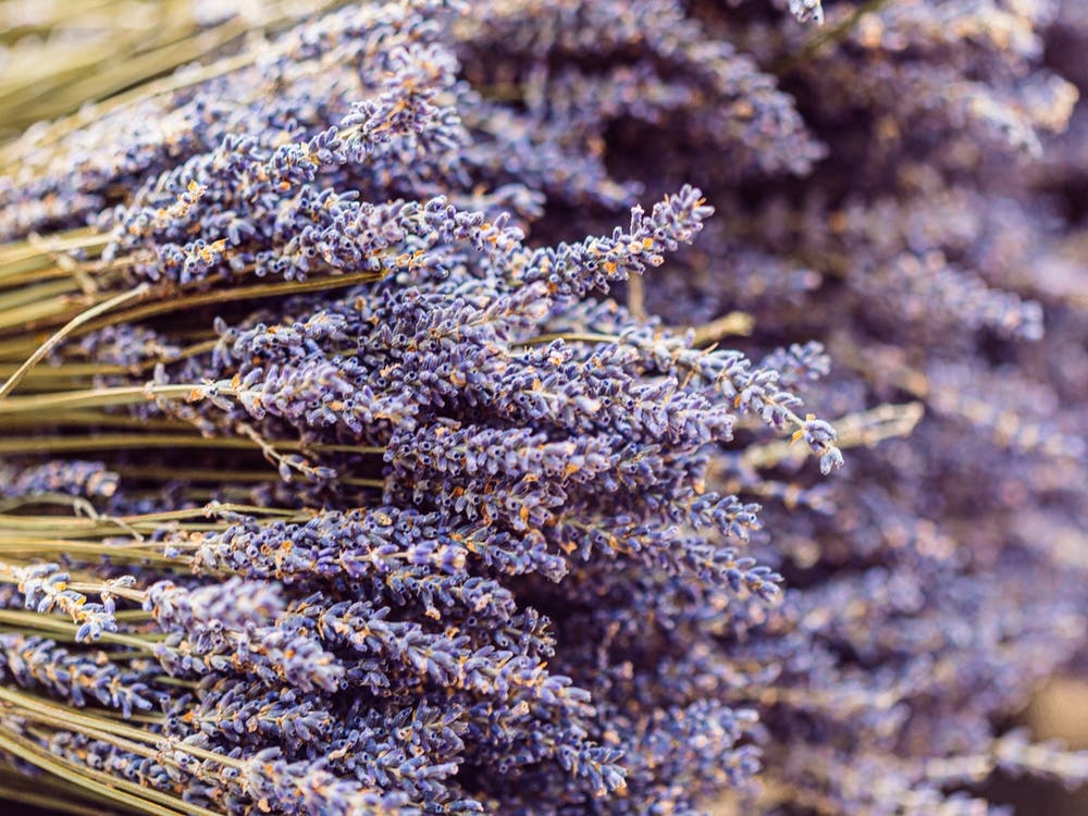 Lavender