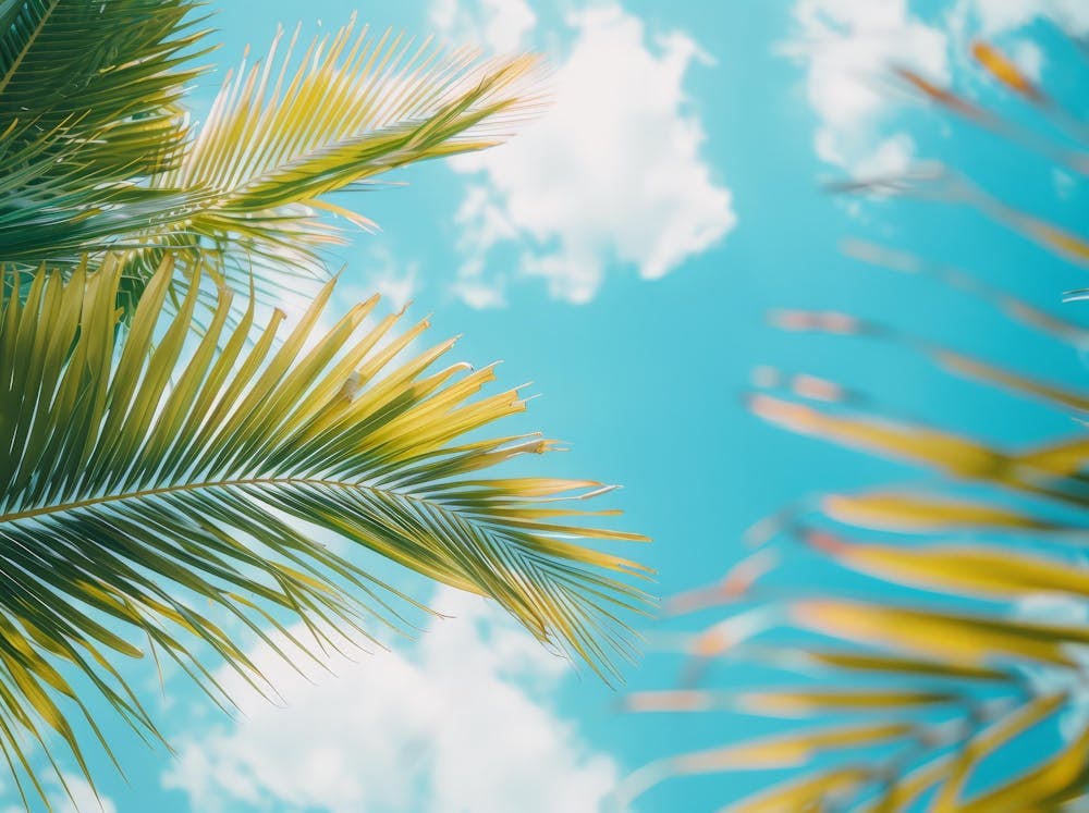 Palm Trees Against A Blue Sky
