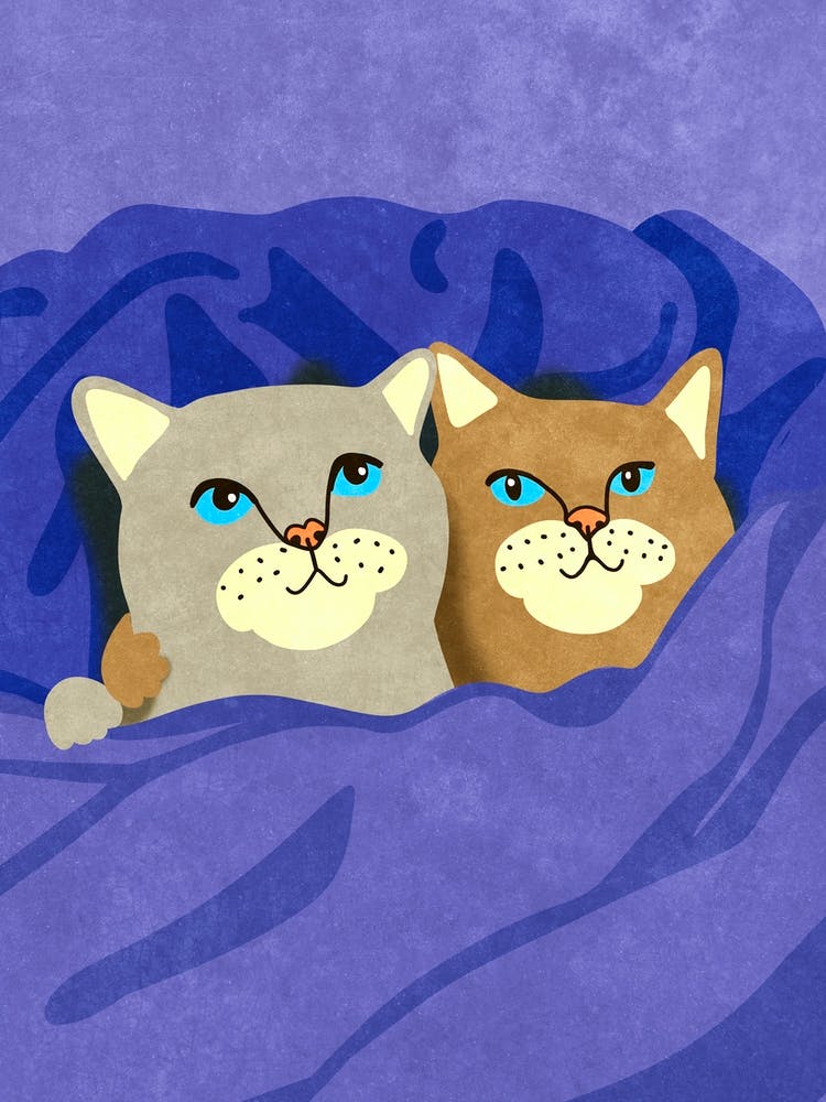 Cats in bed