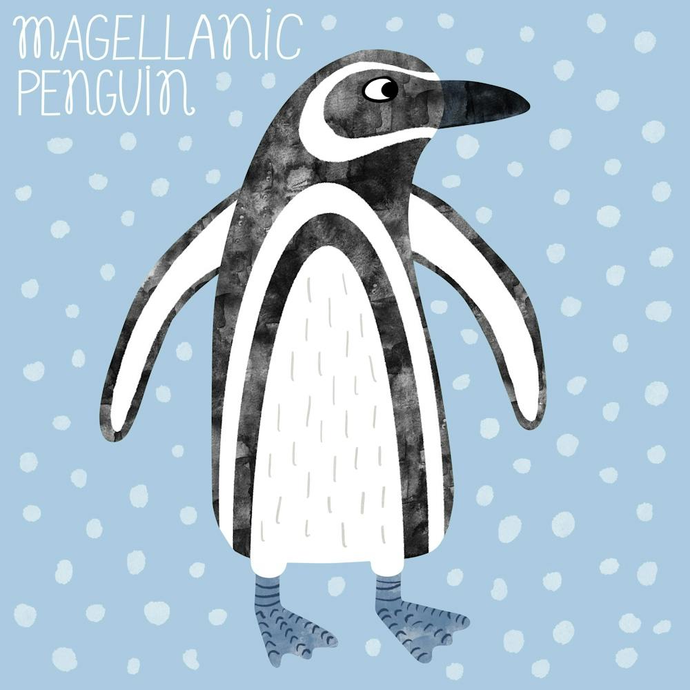 Magellanic Penguin 1
