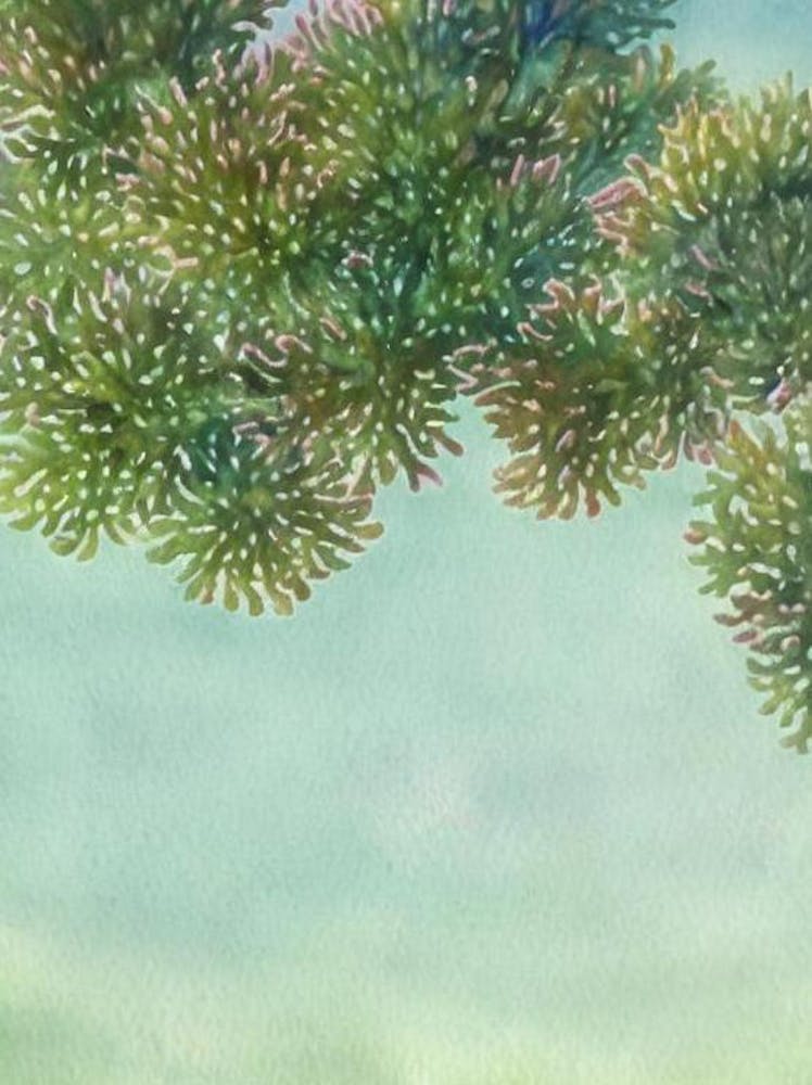 Acropora Pulchra Ii Storybook Watercolour