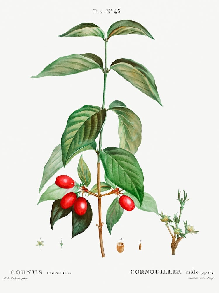 Dogwood, Pierre Joseph Redoute