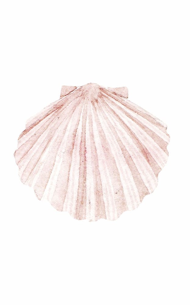 Seashell