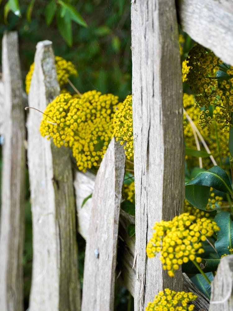 Yellow Flowers On A Fence