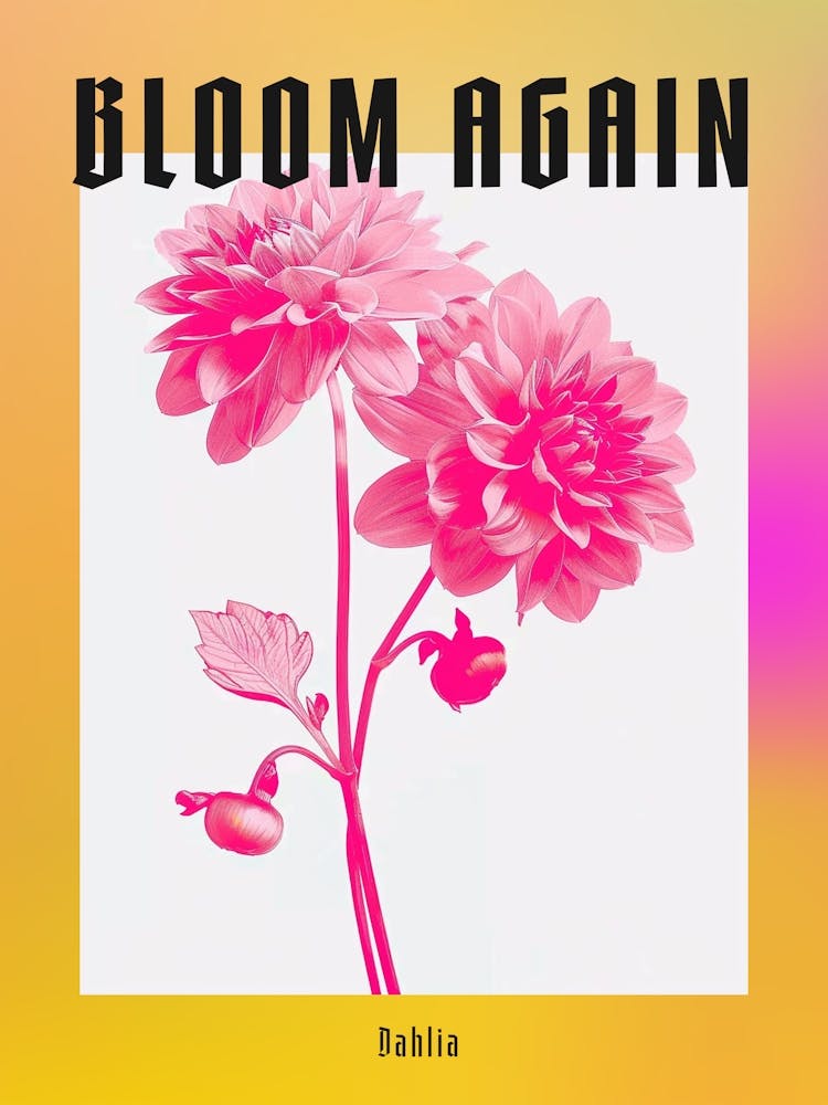 Hot Pink Dahlia 1 Poster
