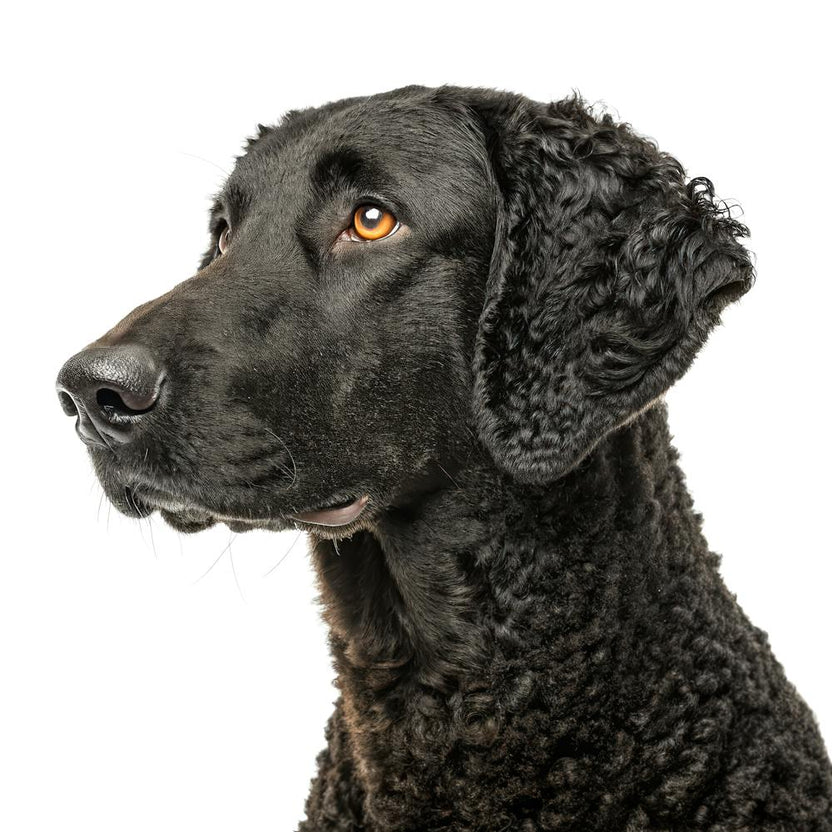 Curly-Coated Retriever Dog Portrait
