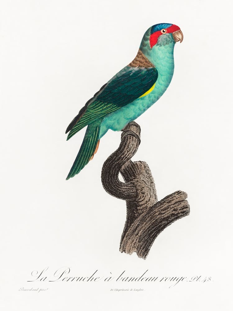 The Musk Lorikeet From Natural History Of Parrots, Francois Levaillant