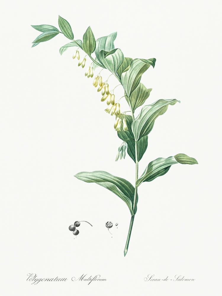 Solomon S Seal Illustration From Les Liliacées (1805), Pierre Joseph Redoute