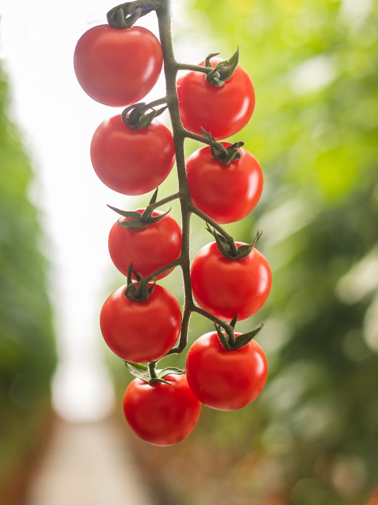 Tomatoes On A Vine