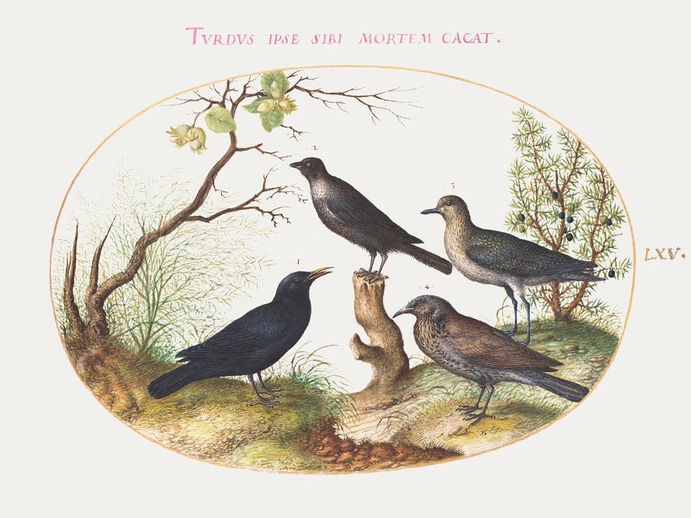 Blackbird, Starling, And Other Birds (1575–1580), Joris Hoefnagel
