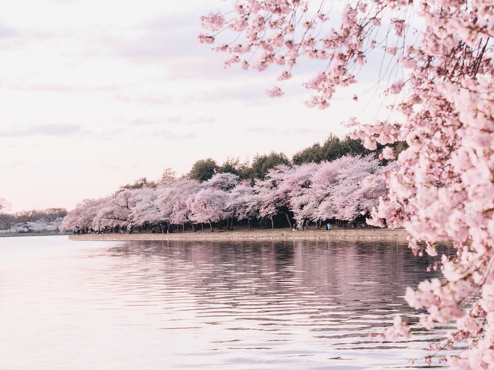 Cherry Blossoms Along River