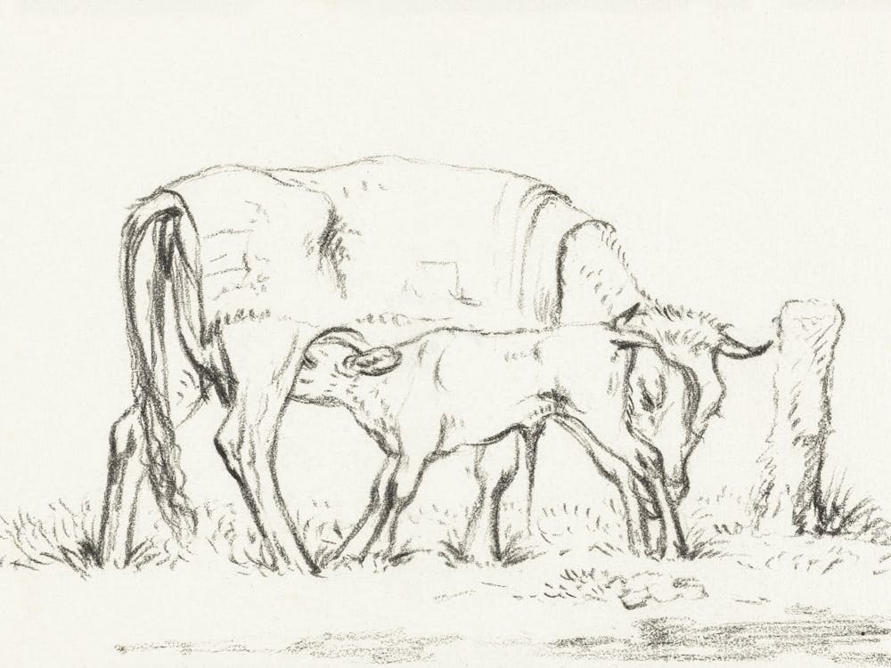 Calf Drinking With His Mother, Jean Bernard