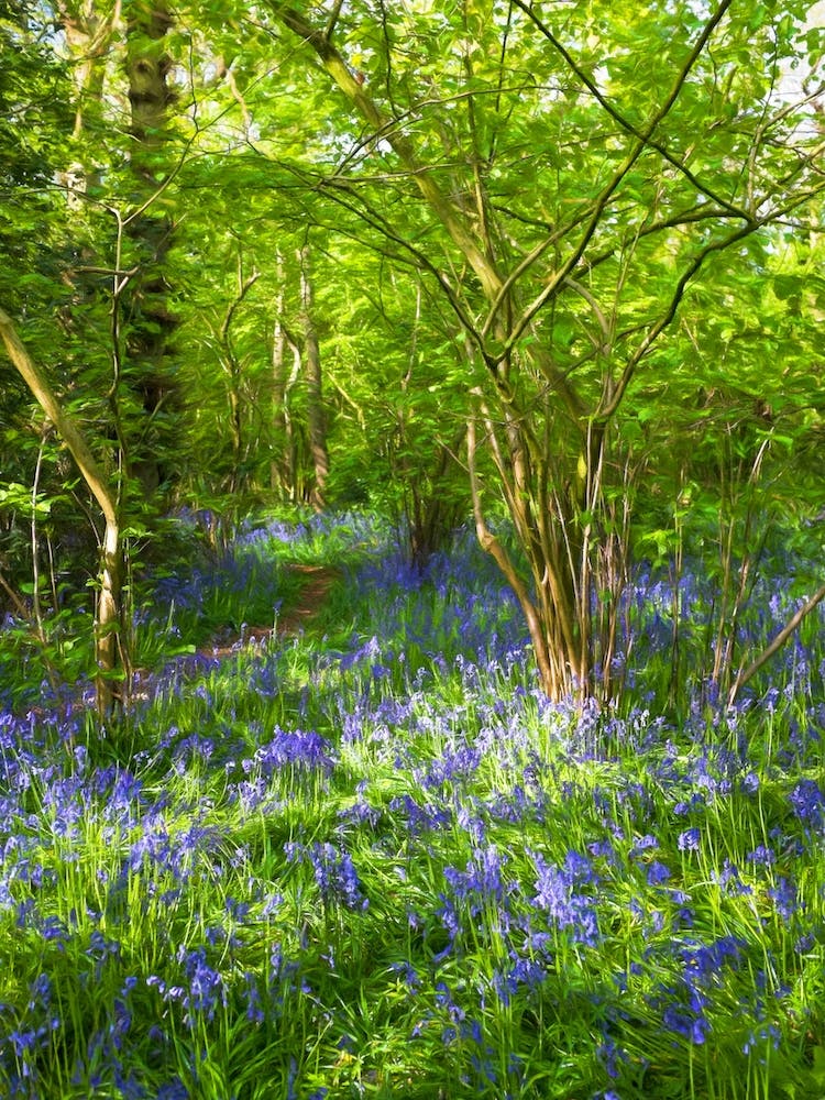 Bluebell Wood