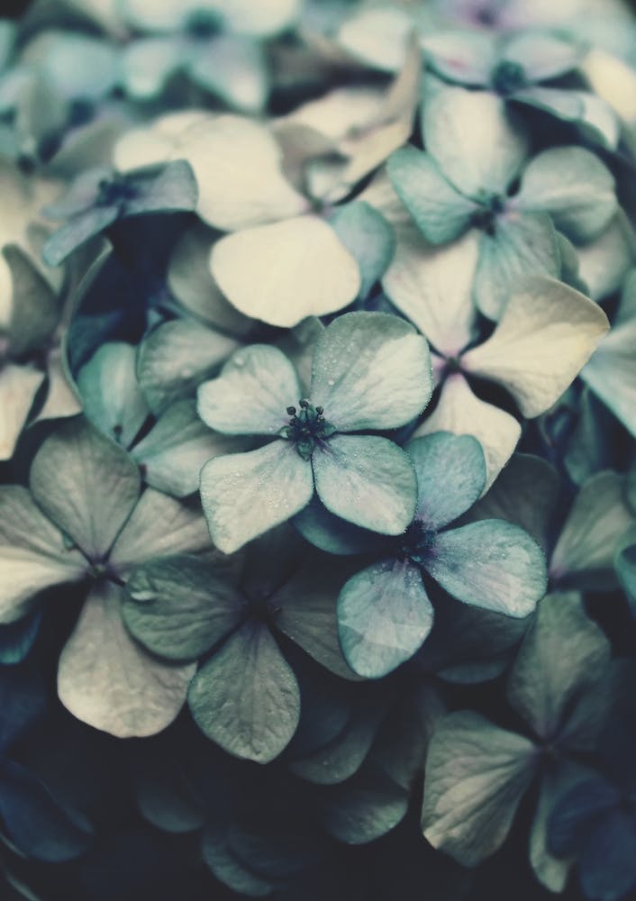 Flowers - The Blues