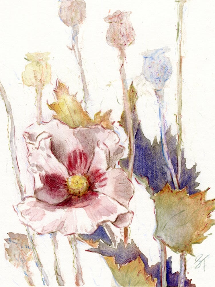 Poppy Watercolor Sketch